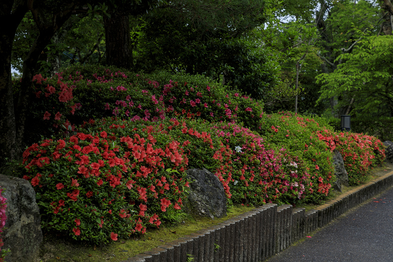 サツキ咲く清水寺_f0155048_06821.jpg
