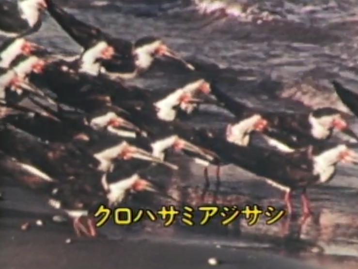 先行配信映画「楽しい動物百科」第22週_b0115553_17081540.png