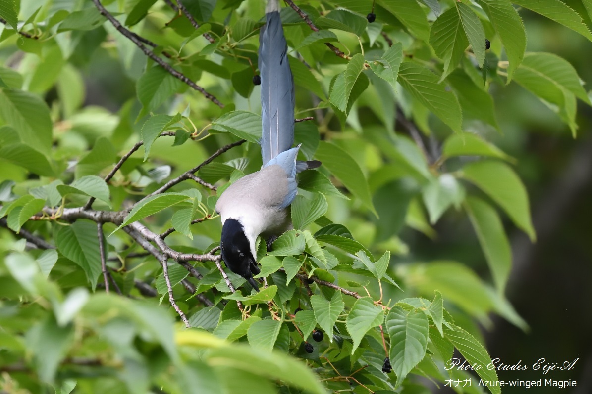 オナガはサクラの実を食べるか?_e0365355_21490483.jpg