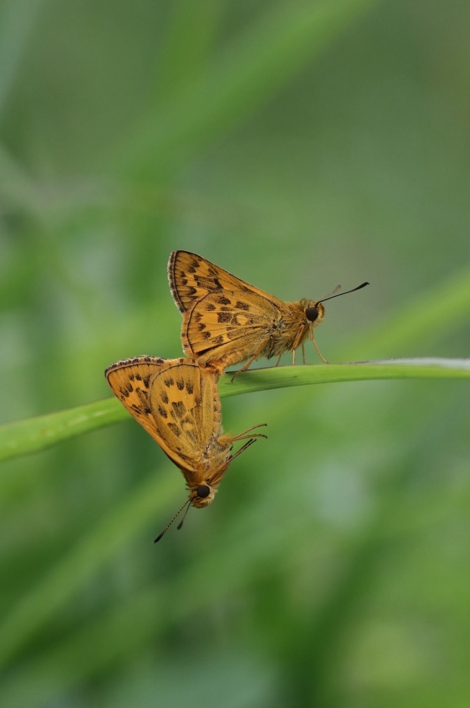 クロツバメ 2頭 クロツバメ 2頭 南島漂流記