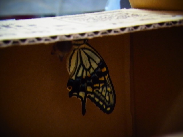 アゲハ兄弟 出発 Studio Mariposa あをむし日記