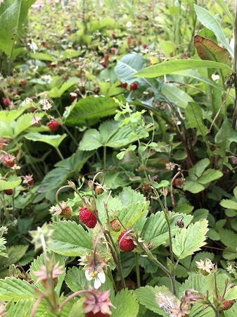 ワイルドストロベリー摘み しました あいやばばライフ