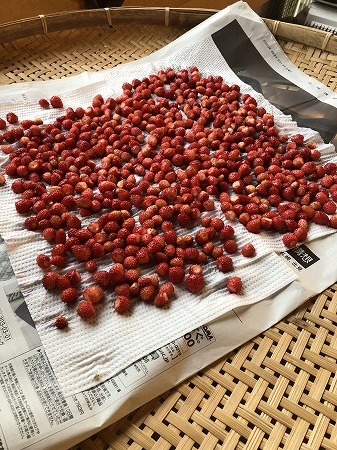 ワイルドストロベリー摘み しました あいやばばライフ