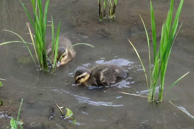 ■　カルガモ親子　初見です　　　20.6.15_e0339873_17080756.jpg