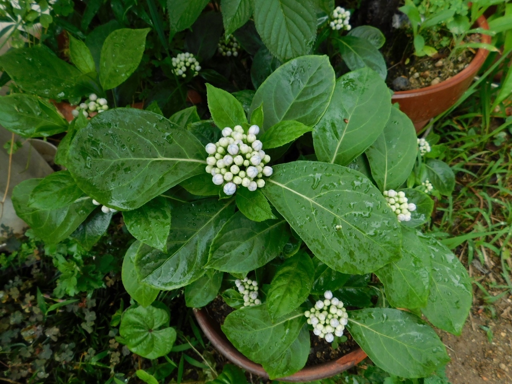 常山アジサイ 開花始まる D1bada