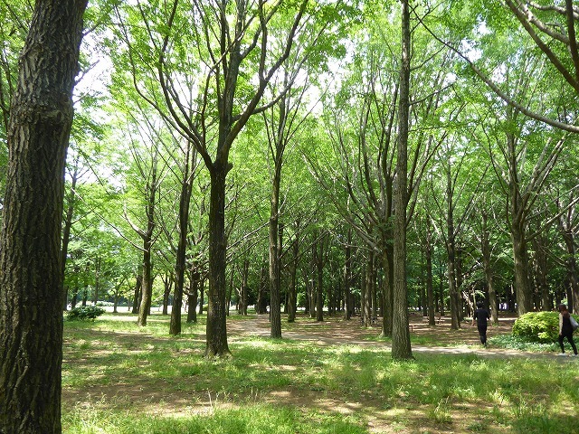 代々木公園でお弁当デビュー 2か月の外出自粛だったので すごくリラックスしたよ ルソイの半バックパッカー旅 代々木公園でお弁当デビュー 2か月の外出自粛だったので すごくリラックスしたよ ルソイの半バックパッカー旅