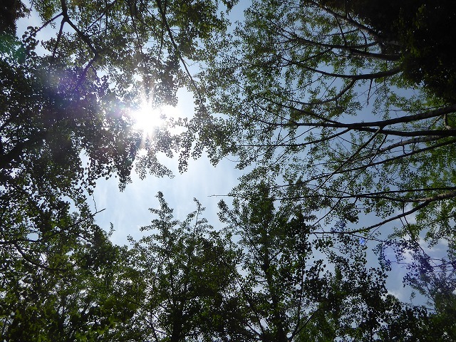 代々木公園でお弁当デビュー 2か月の外出自粛だったので すごくリラックスしたよ ルソイの半バックパッカー旅 代々木公園でお弁当デビュー 2か月の外出自粛だったので すごくリラックスしたよ ルソイの半バックパッカー旅