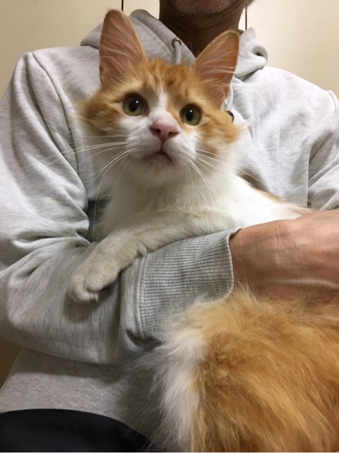 お風呂OKの長毛茶白猫のココくん : NPO法人 府中猫の会