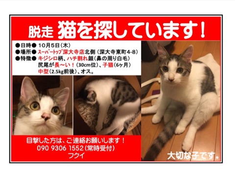 調布市 深大寺東町4丁目 脱走猫 Npo法人 府中猫の会 調布市 深大寺東町4丁目 脱走猫 Npo法人 府中猫の会
