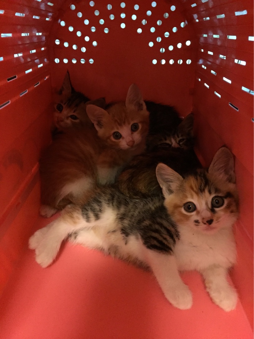 子猫に狼狽える代表 Npo法人 府中猫の会 子猫に狼狽える代表 Npo法人 府中猫の会