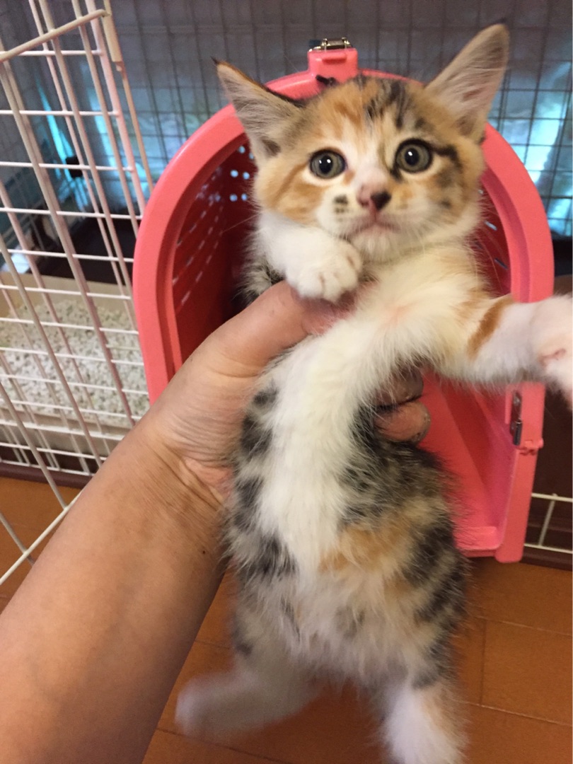 子猫に狼狽える代表 Npo法人 府中猫の会 子猫に狼狽える代表 Npo法人 府中猫の会
