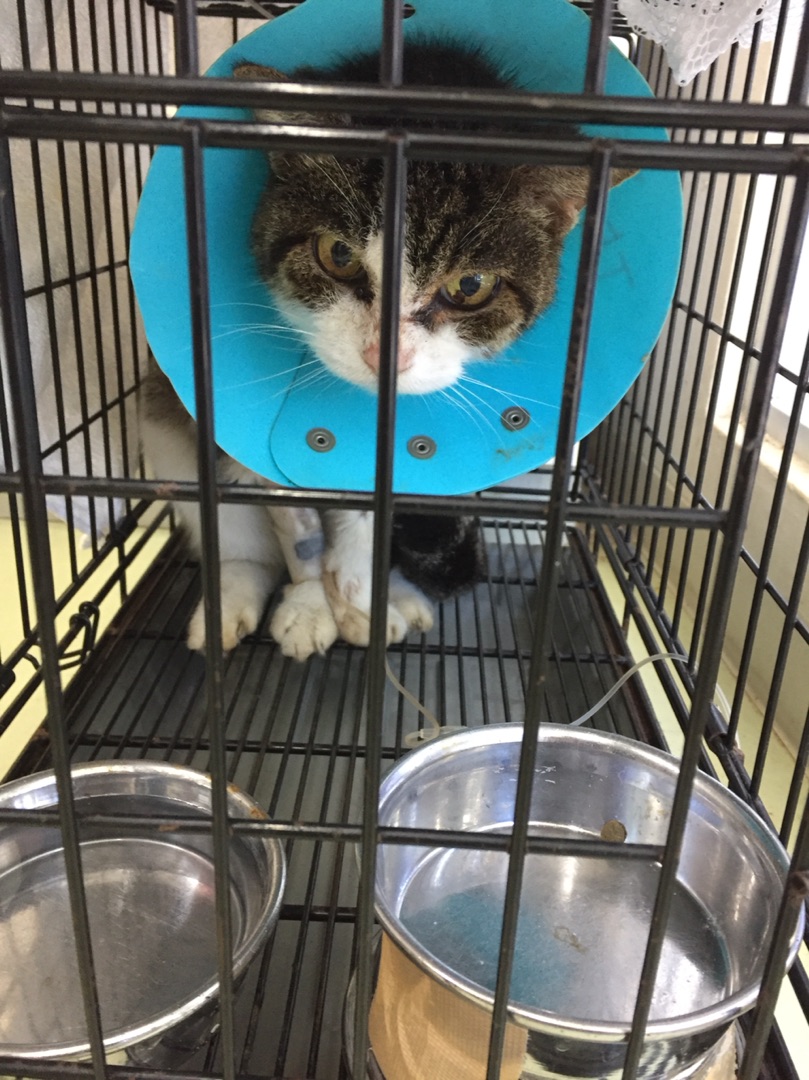 臍ヘルニアで内臓が飛び出ていたママ猫と捨て猫の老猫 : NPO法人 府中 