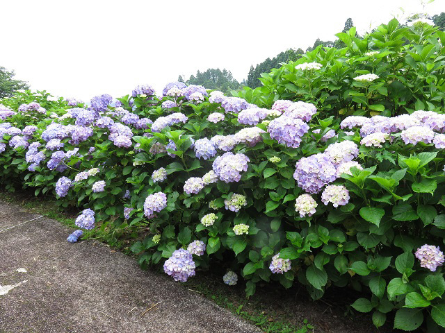 山之内あじさい公園 ~宮崎県~_f0346196_16370434.jpg