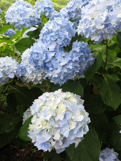 山之内あじさい公園 ~宮崎県~_f0346196_16371314.jpg