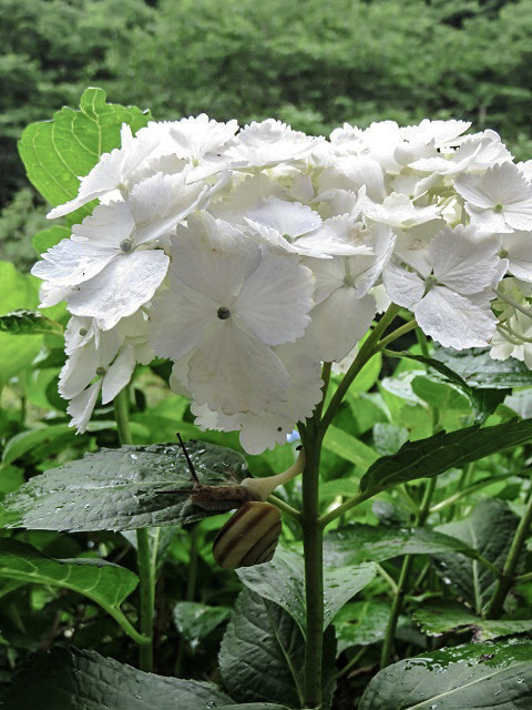 山之内あじさい公園 ~宮崎県~_f0346196_16455908.jpg