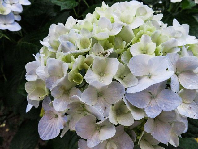 山之内あじさい公園 ~宮崎県~_f0346196_16503943.jpg