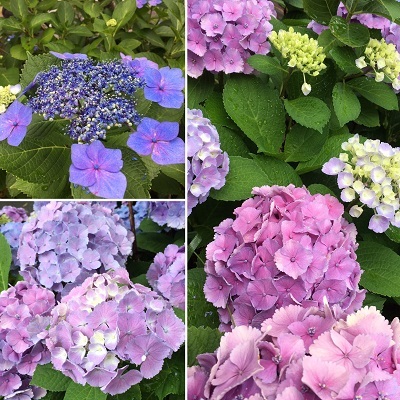 今日は王子のドナドナデー。_f0372998_19363364.jpg