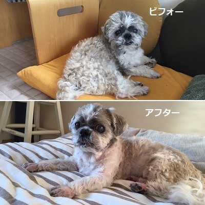 今日は王子のドナドナデー。_f0372998_19365601.jpg