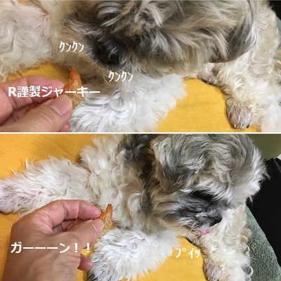 今日は王子のドナドナデー。_f0372998_19373637.jpg