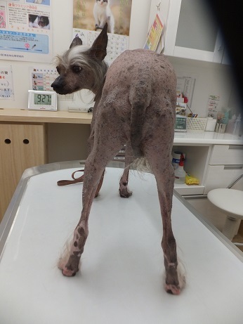 健康シニアさん 毎日笑顔 裸犬 温 真珠 絆愛
