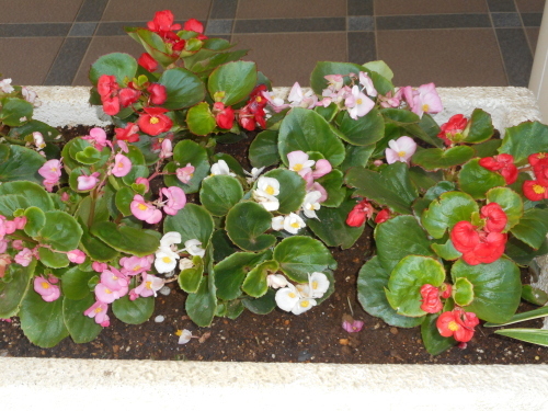 ベゴニアの花壇 エコさんの縫もの生活 ベゴニアの花壇 エコさんの縫もの生活