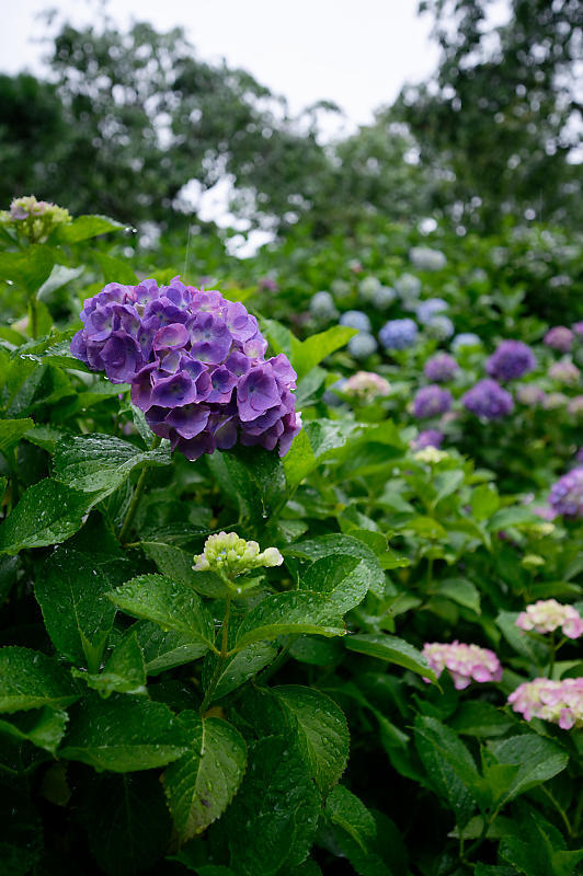 紫陽花@善峯寺_f0032011_21075551.jpg