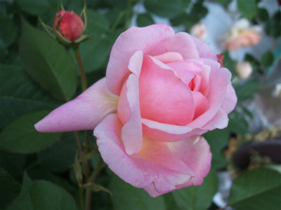 カメレオンタイプのバラ、ピンクグルスアーヘン_c0404712_01535141.jpg