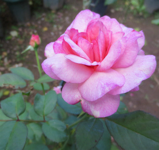 カメレオンタイプのバラ、ピンクグルスアーヘン_c0404712_01535718.jpg