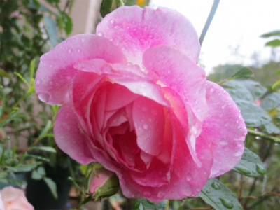 可憐で美しいママ～ン咲きのピンクアイスバーグ_c0404712_01541017.jpg