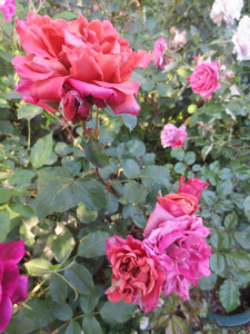 わからん花 バラやらナンやら