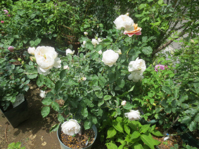 地植えのバラを鉢植えへ_c0404712_02043635.jpg