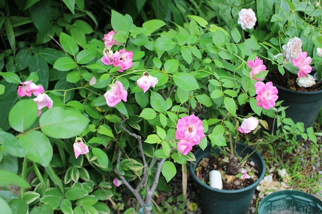 なんなんだ　この花に対する気持ちは？のバラ_c0404712_02201401.jpg