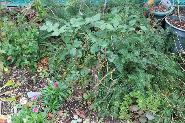 宿根草に負けてる地植えのバラの植え替え バラやらナンやら