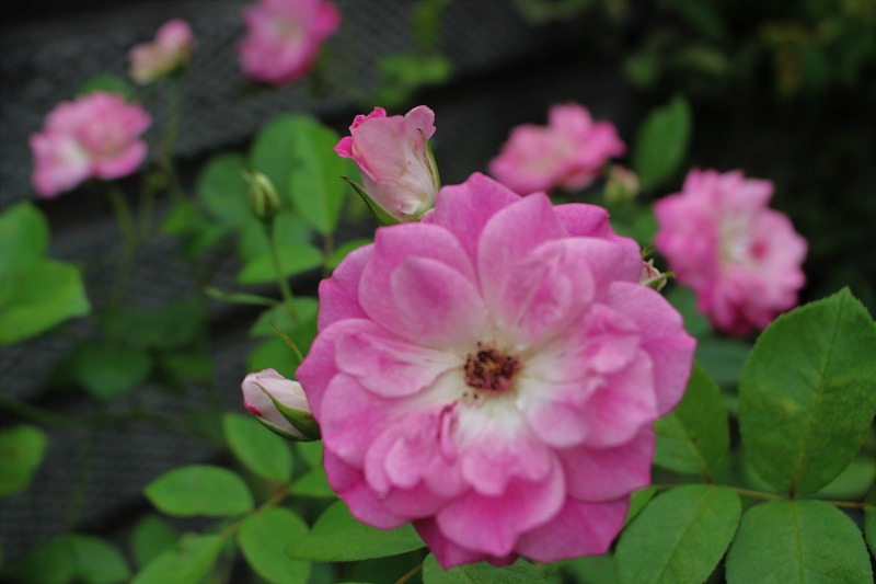 なんなんだ　この花に対する気持ちは？のバラ_c0404712_02393386.jpg