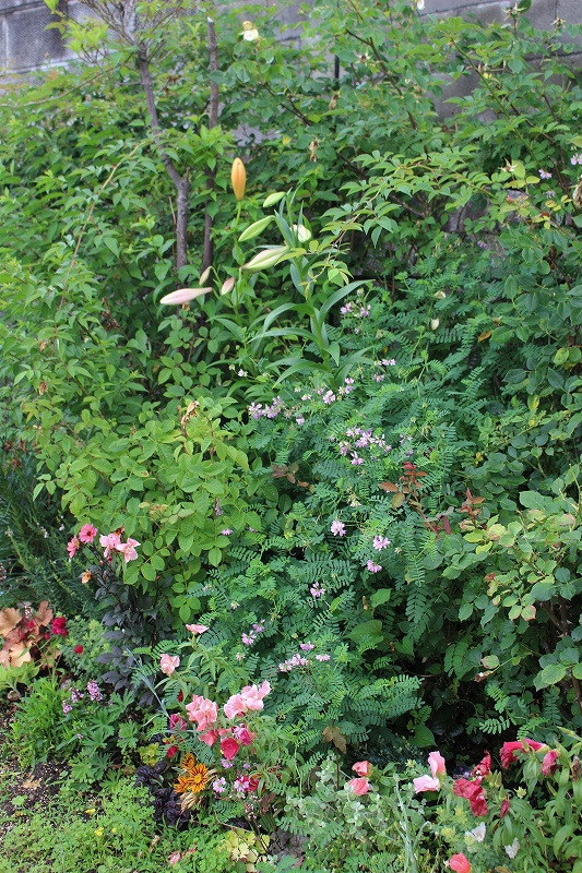 今度こそ他の植物に負けないでっ!のバラ_c0404712_02405978.jpg