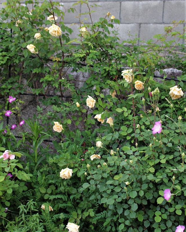 今度こそ他の植物に負けないでっ!のバラ_c0404712_02410366.jpg