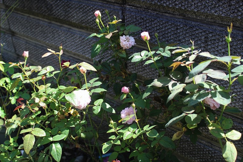 晴天なので脳内変換 遊びながらの植え替えと剪定_c0404712_02464398.jpg