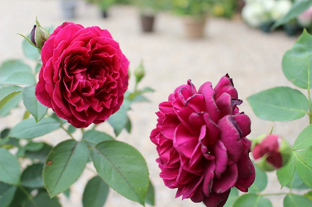 オデュッセイアの2番花 バラやらナンやら オデュッセイアの2番花 バラやらナンやら