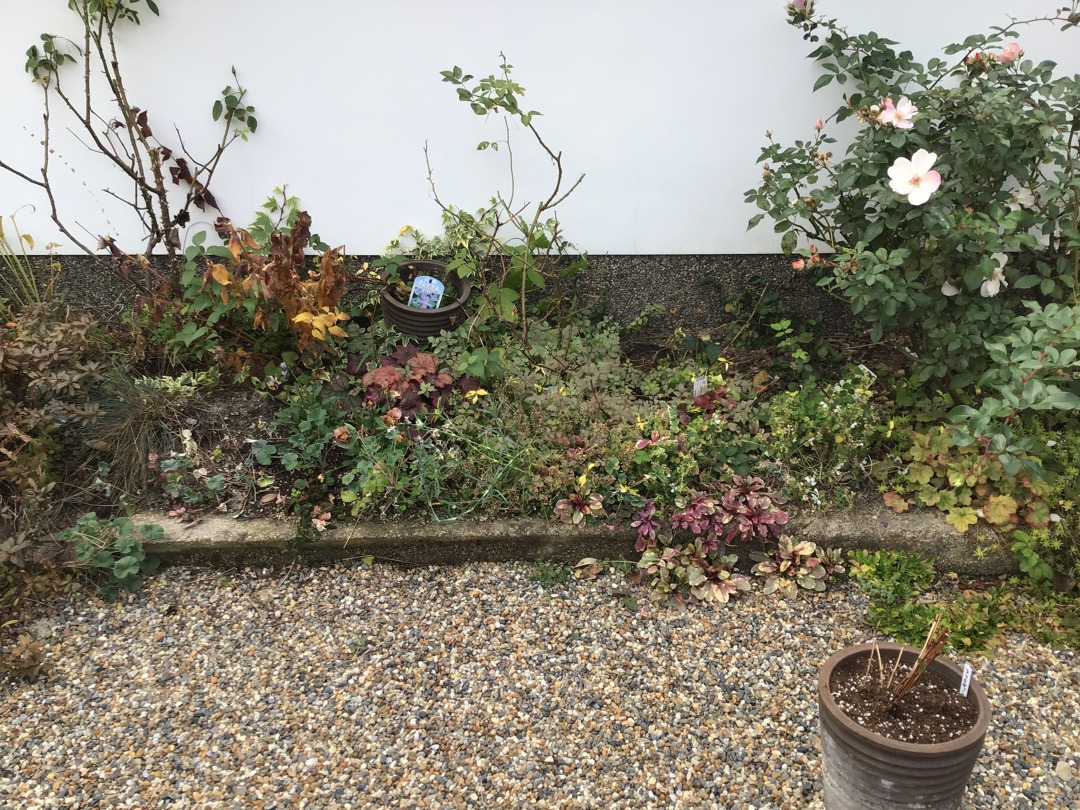 地植えバラの植え替え バラやらナンやら 地植えバラの植え替え バラやらナンやら