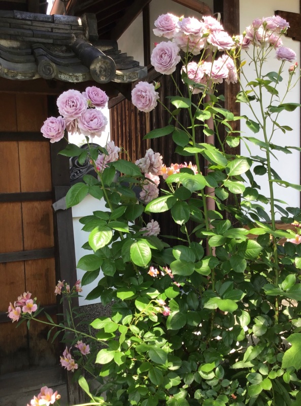 ノヴァーリス薔薇挿し木用の枝 ノヴァーリス薔薇挿し木用の枝 ノヴァーリス薔薇挿し木用の枝 薔薇の