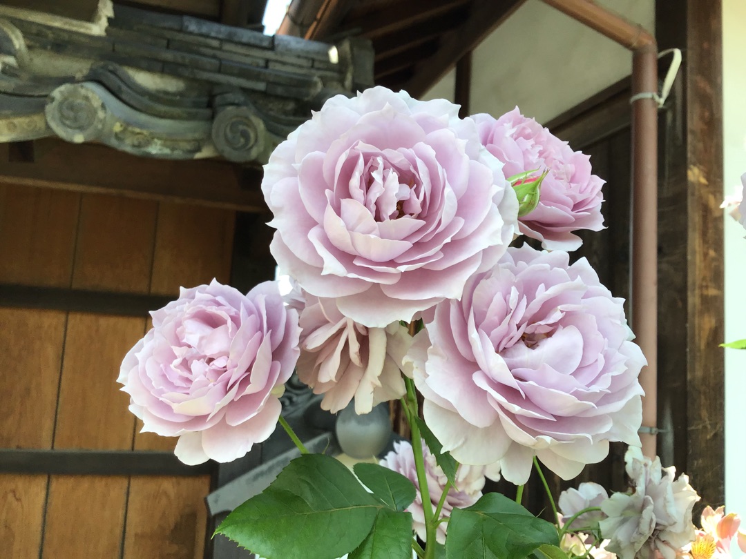 サトウキビの収穫 かのような真っ直ぐなノヴァーリス バラやらナンやら サトウキビの収穫 かのような真っ直ぐなノヴァーリス バラやらナンやら
