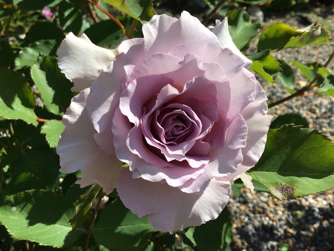 リベルラとニューウェーブの違い バラやらナンやら リベルラとニューウェーブの違い バラやらナンやら