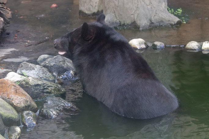 踊る！？ツキノワグマ「ヨリー」～ぺろぺろTIME（大宮公園小動物園 September 2019）_b0355317_21025924.jpg