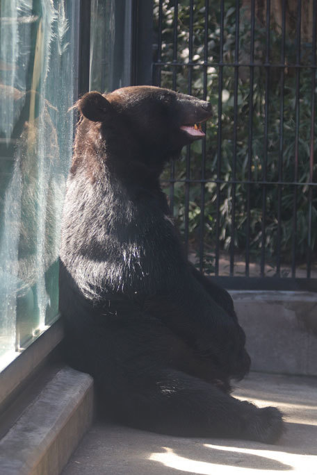 踊る！？ツキノワグマ「ヨリー」～ぺろぺろTIME（大宮公園小動物園 September 2019）_b0355317_21084553.jpg