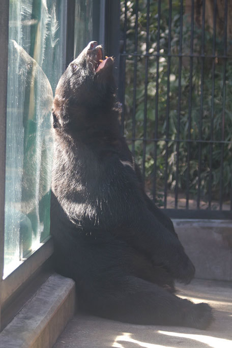 踊る！？ツキノワグマ「ヨリー」～ぺろぺろTIME（大宮公園小動物園 September 2019）_b0355317_21091954.jpg