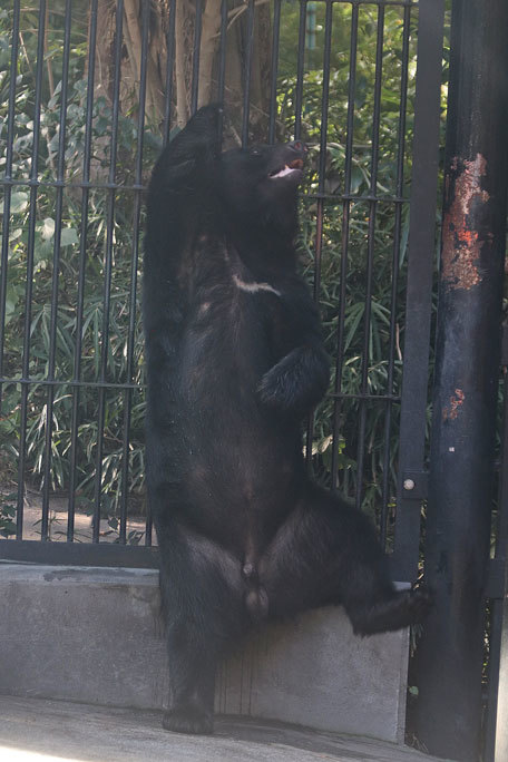 踊る!?ツキノワグマ「ヨリー」~ぺろぺろTIME(大宮公園小動物園 September 2019)_b0355317_21094977.jpg