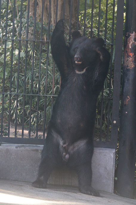 踊る!?ツキノワグマ「ヨリー」~ぺろぺろTIME(大宮公園小動物園 September 2019)_b0355317_21105637.jpg