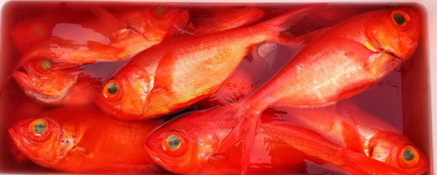 ４ ふわり ふわりで喰わせる キンメ アカムツ ゼロテンション釣法 ビルフィッシュラボ カジキ深海魚研究所
