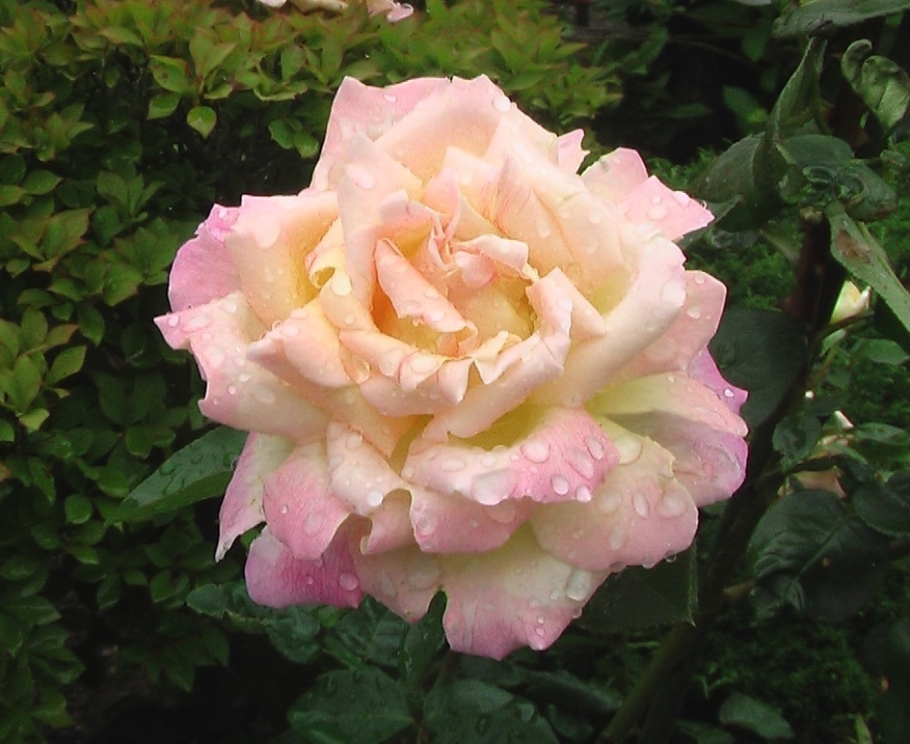 花と野菜 6月 2020-6-16_c0335218_07463490.jpg