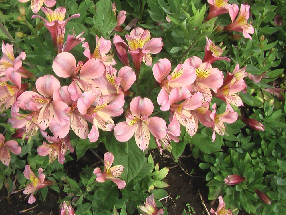 花と野菜 6月 2020-6-16_c0335218_07472200.jpg